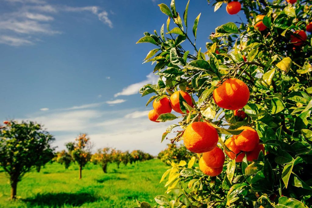 branch-orange-tree.jpg