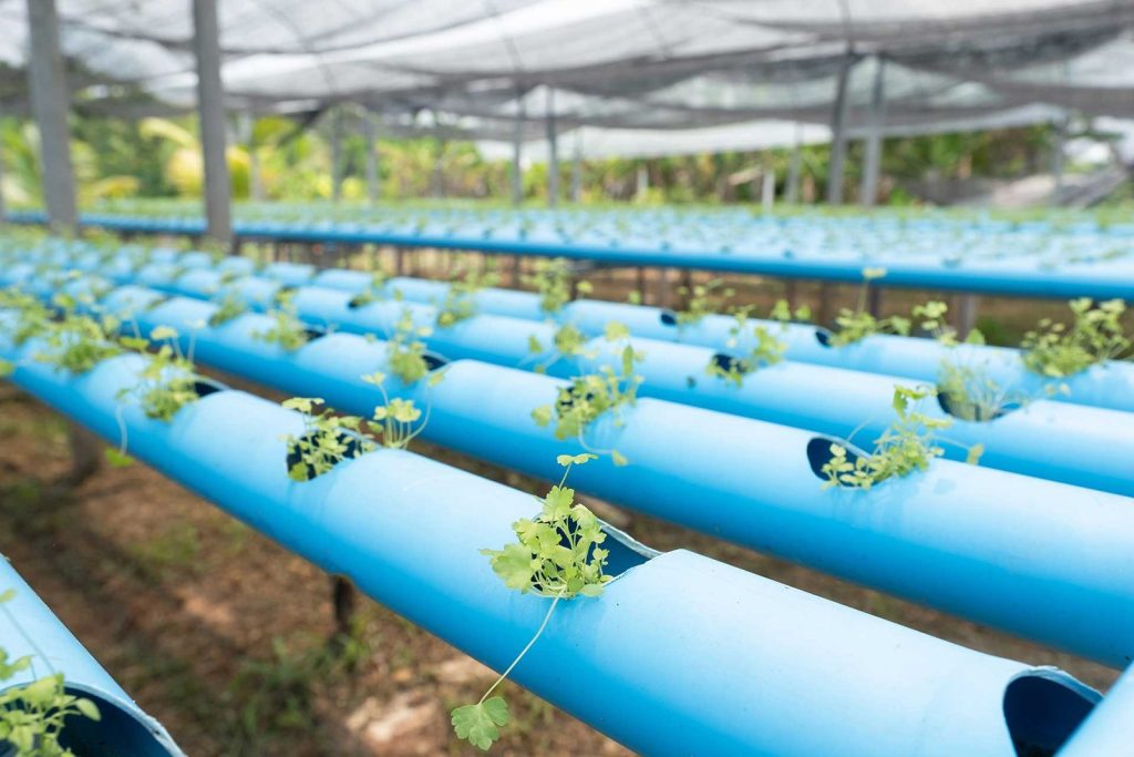 celery-vegetable-in-the-hydroponic.jpg